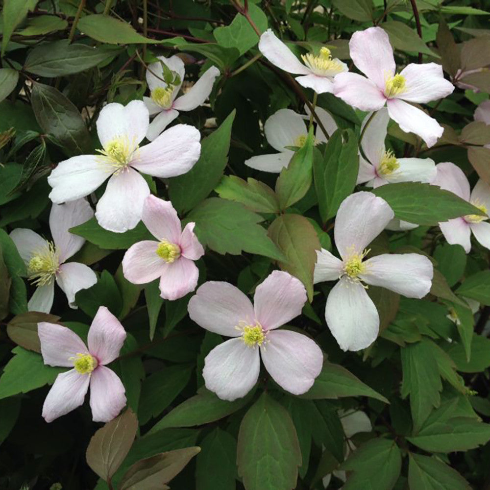 Clematis montana 'Fragrant Spring'