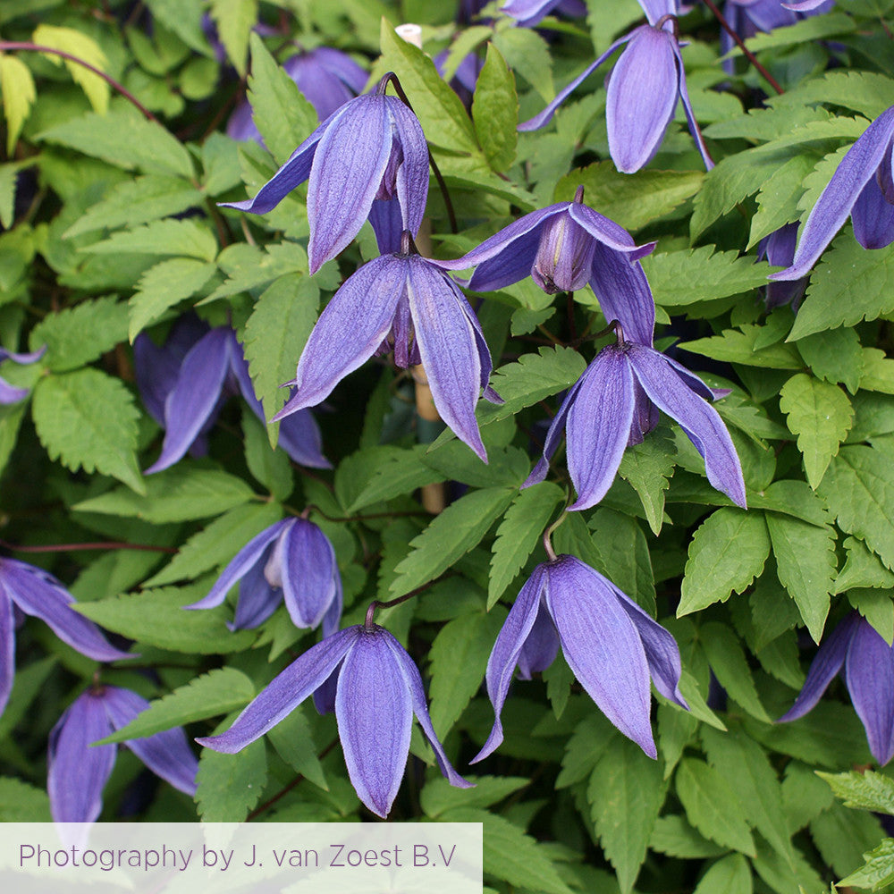 Clematis alpina 'Helsingbourg'