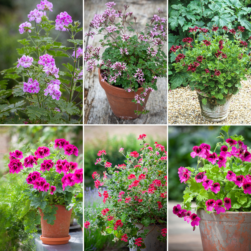 Favourite Perch Hill Stalwarts Pelargonium Collection | Sarah Raven