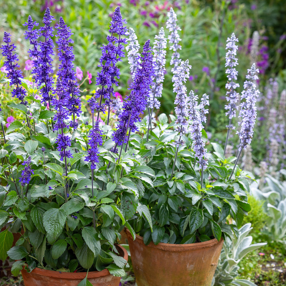 Longest-ever-flowering Salvia Collection