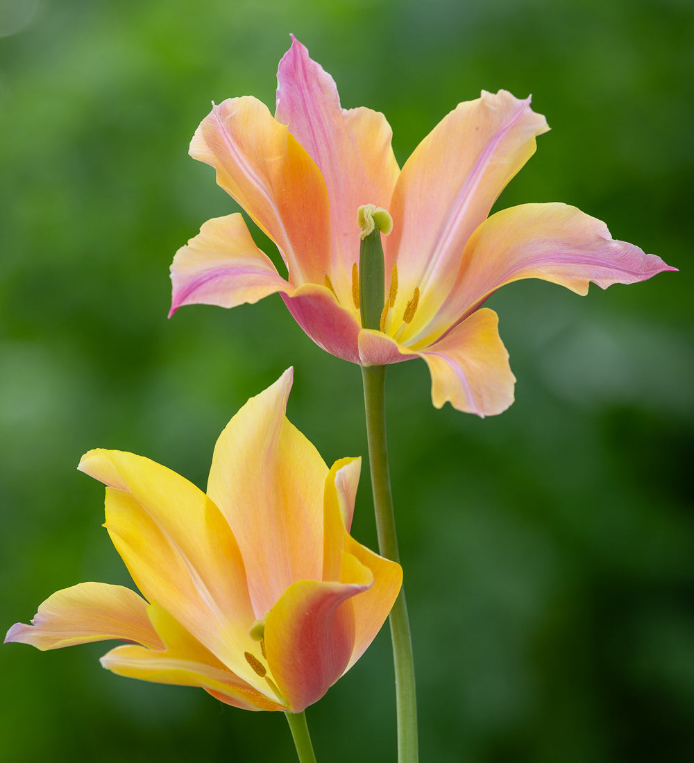 Tulip 'Apricot Favourite'