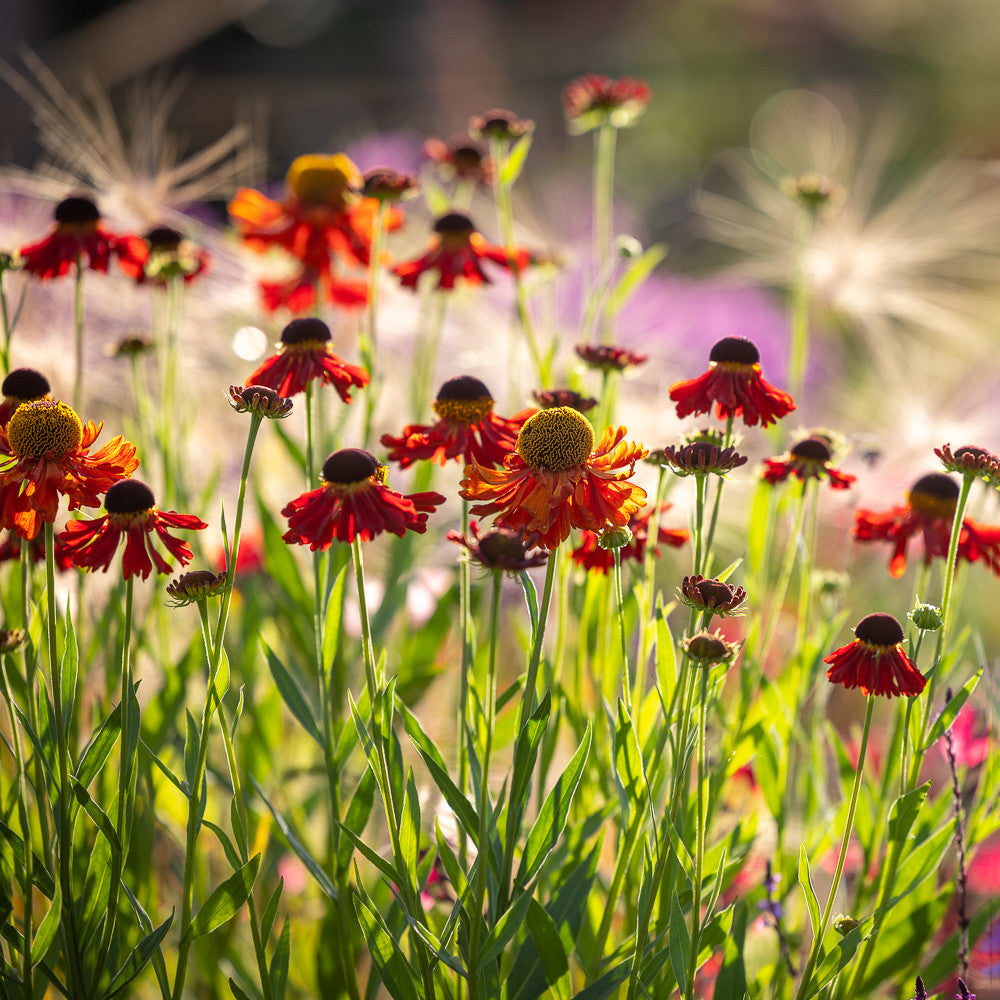 Helenium 'Moerheim Beauty'