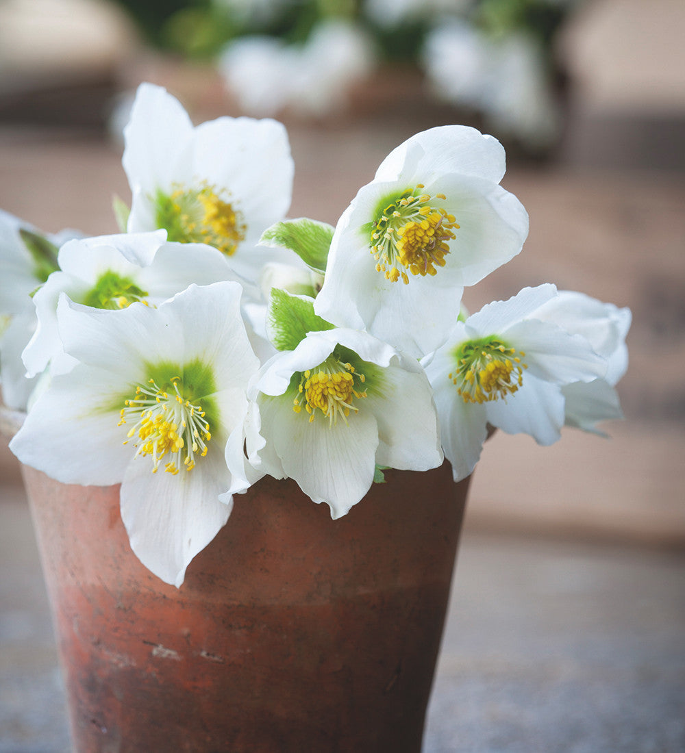 Helleborus niger