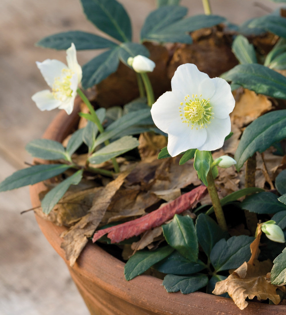 Helleborus niger