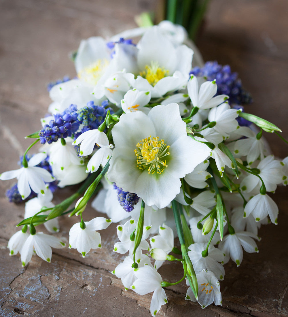 Helleborus niger