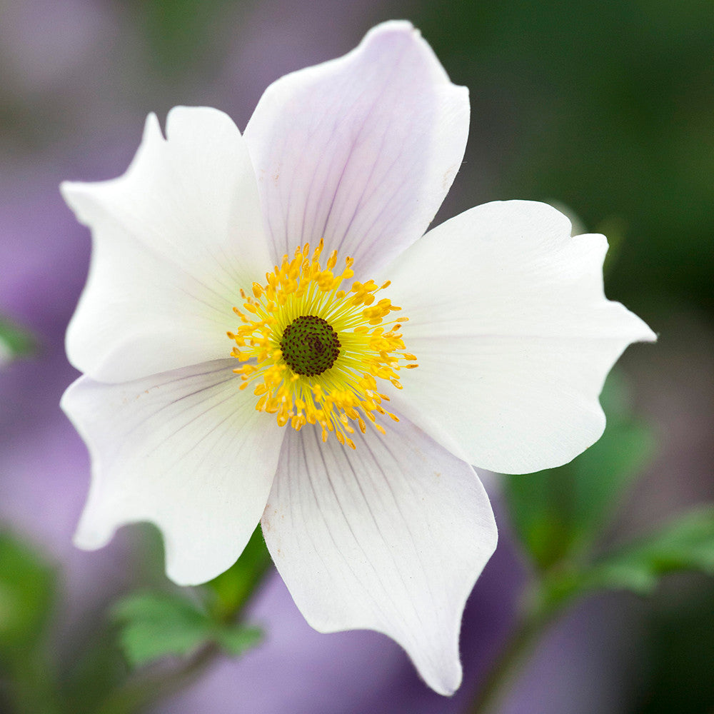 Anemone 'Wild Swan'
