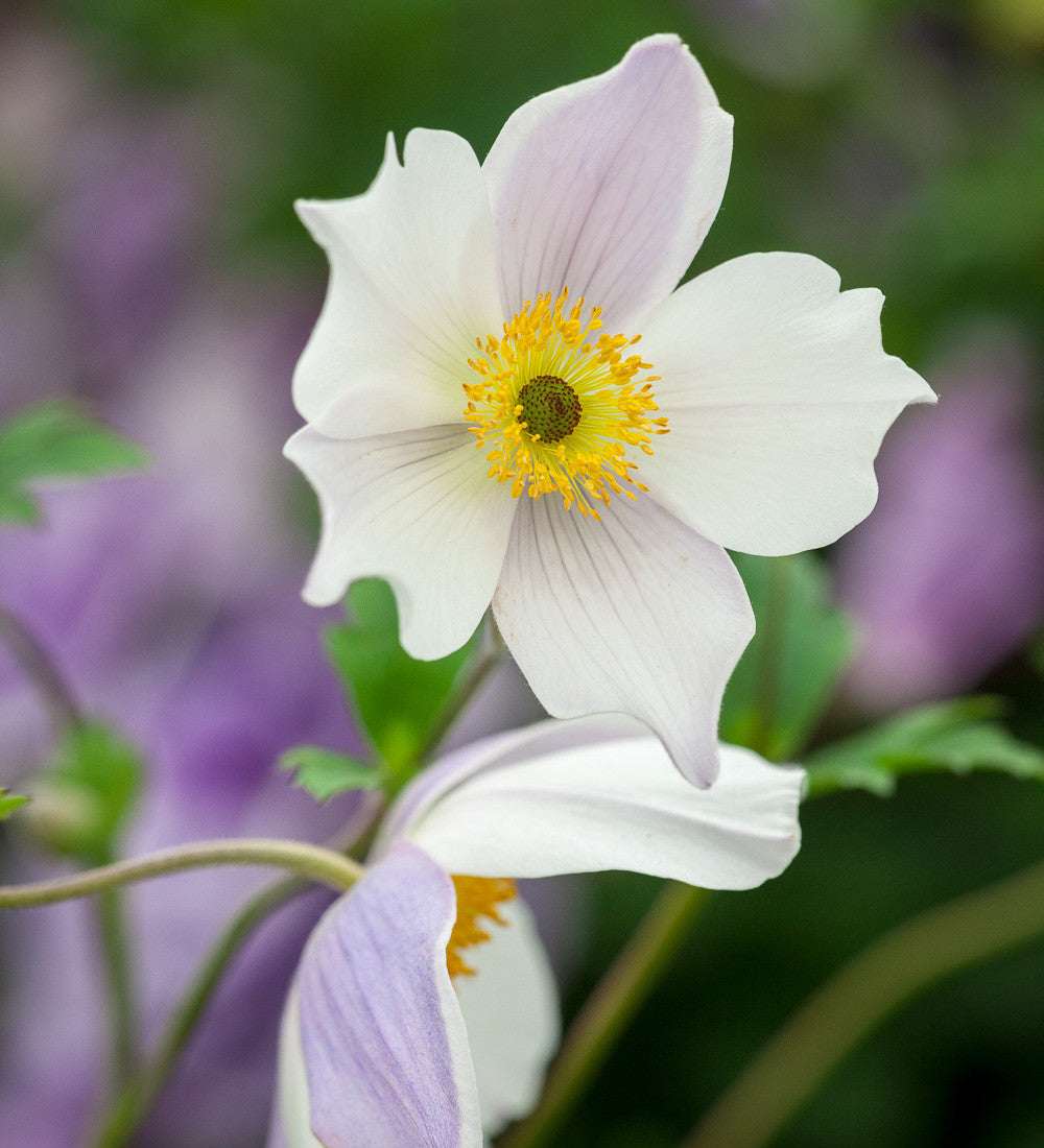 Anemone 'Wild Swan'