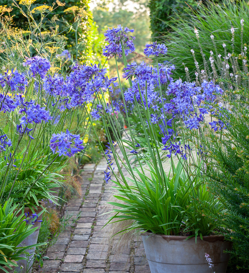 Agapanthus campanulatus 'Midnight Star' (syn. Navy Blue)