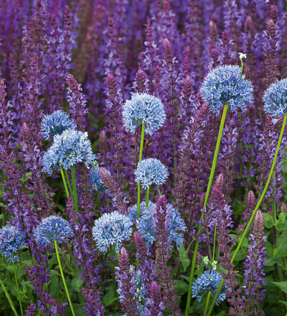Salvia nemorosa 'Ostfriesland'