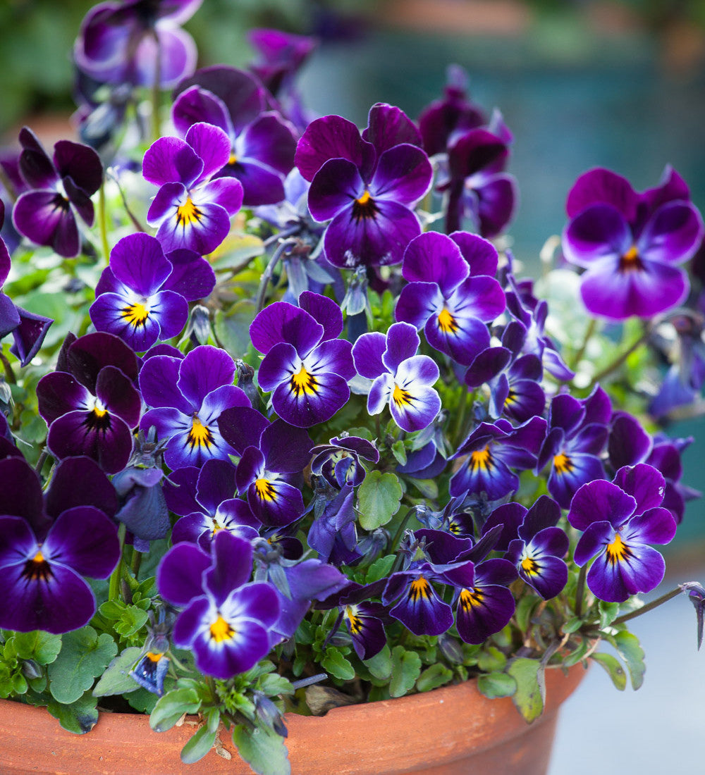 Viola cornuta 'Phantom' F1