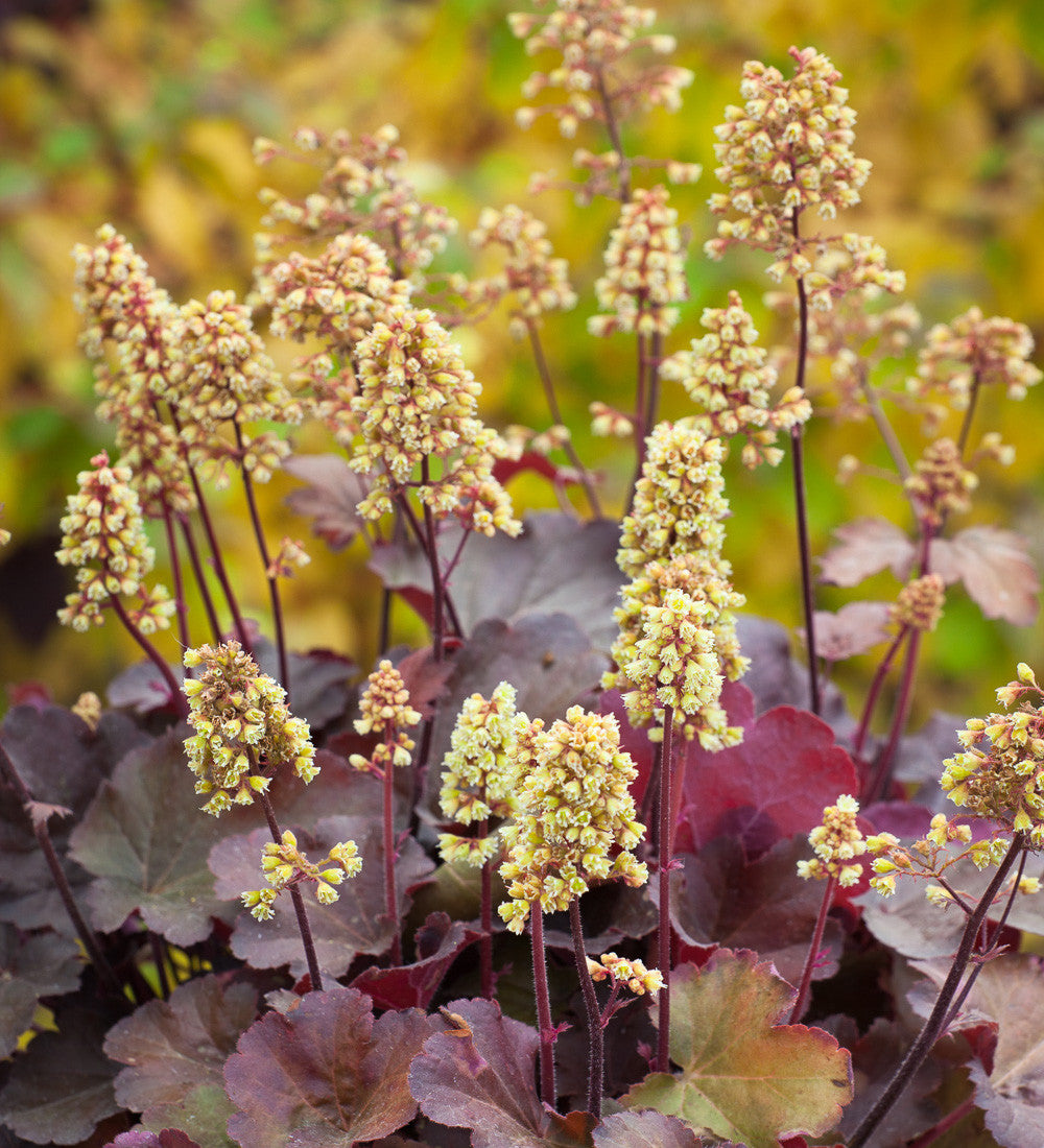 Heuchera 'Little Cutie Blondie'