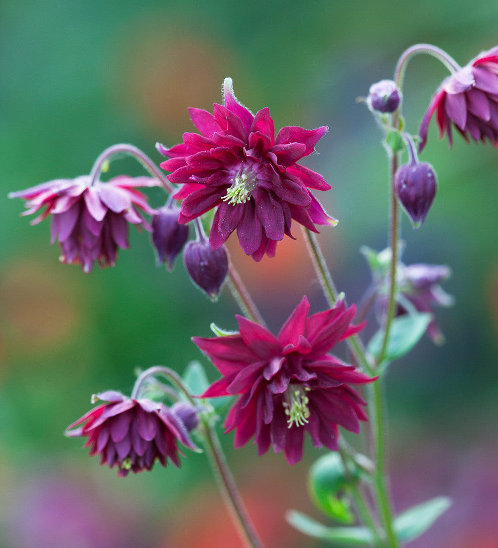 Aquilegia vulgaris var. stellata 'Ruby Port'