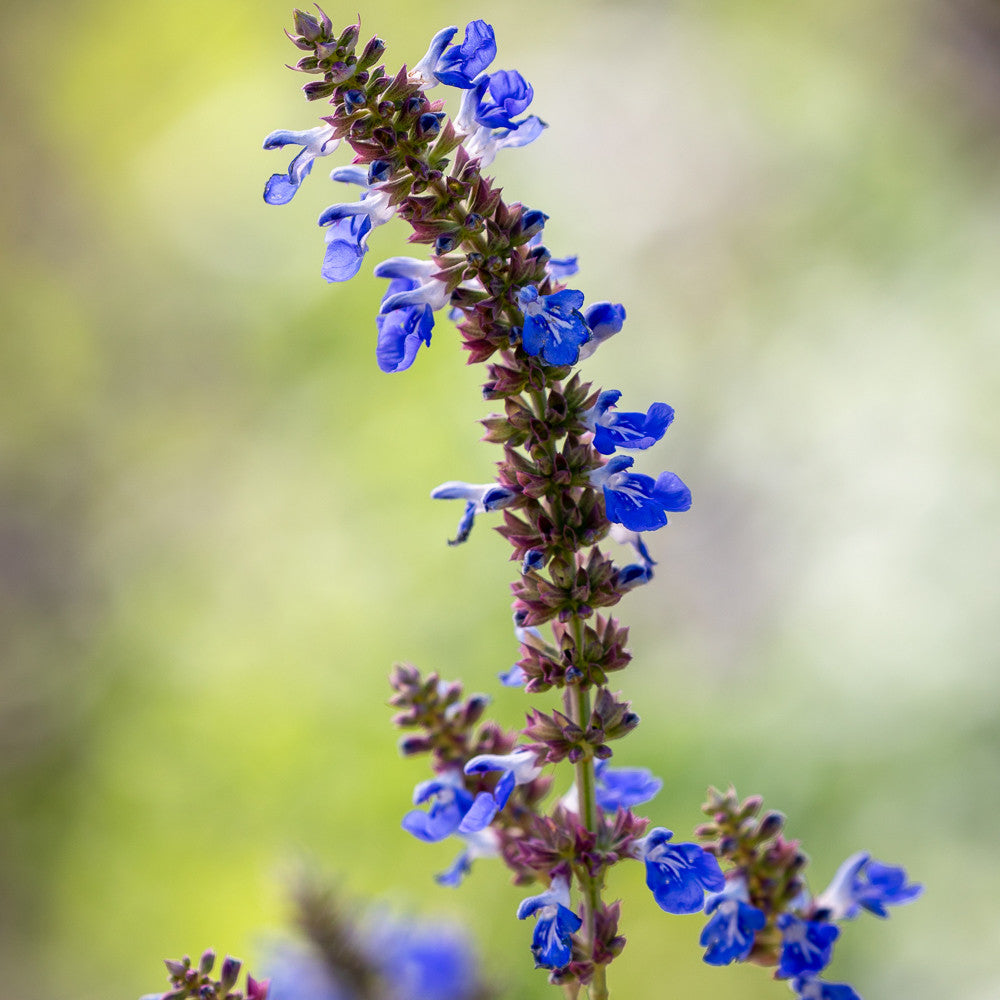 Salvia uliganosa