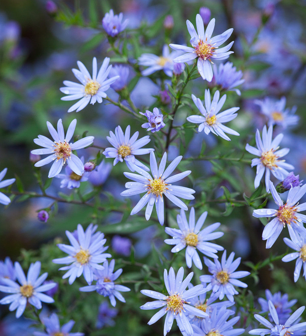 Symphyotrichum 'Little Carlow' (cordifolium hybrid)