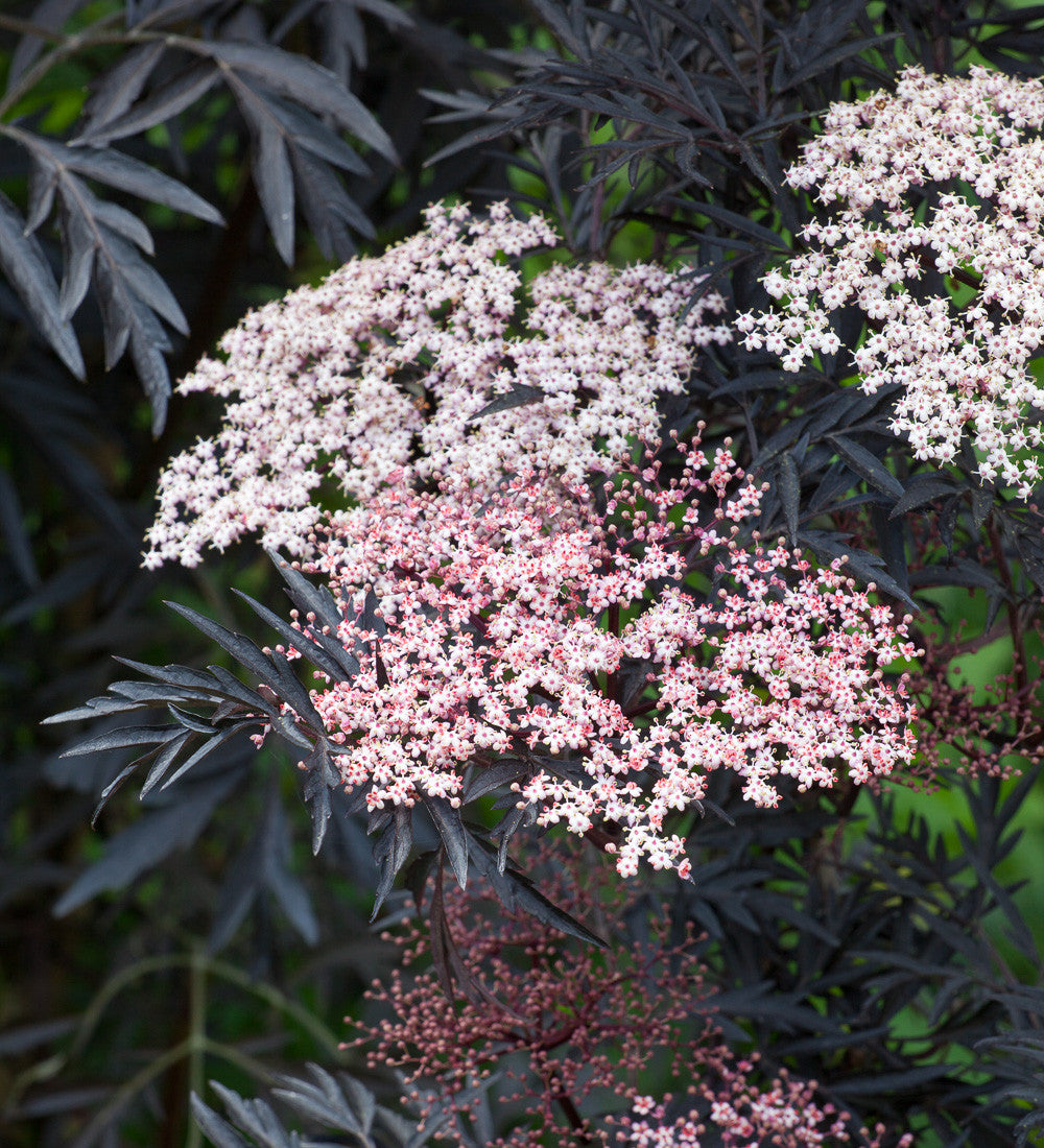 Sambucus nigra f. porphyrophylla 'Eva'
