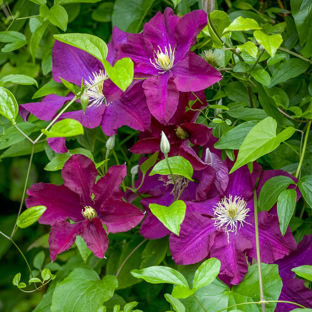 Clematis 'Niobe'
