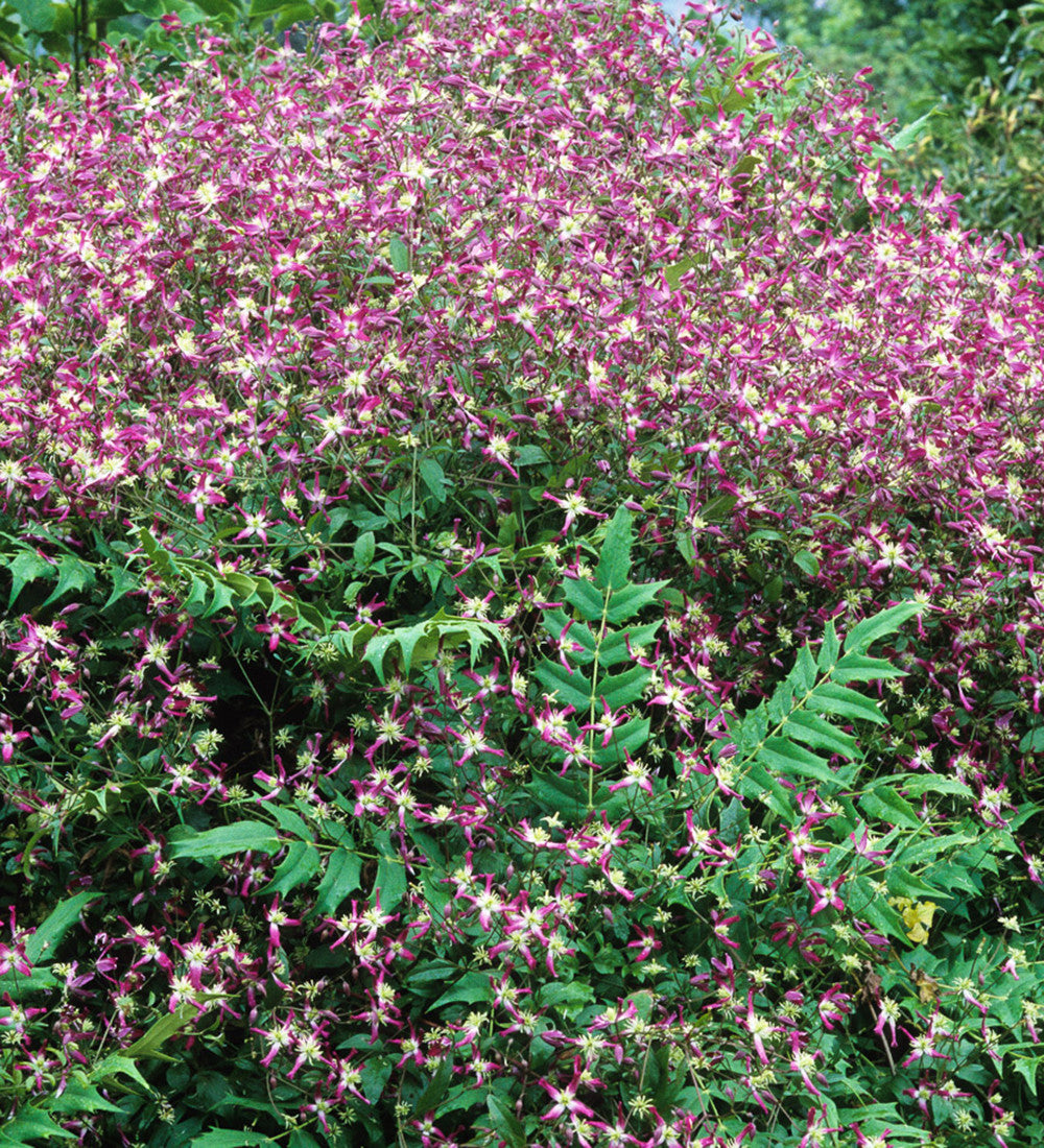 Clematis x triternata 'Rubromarginata'