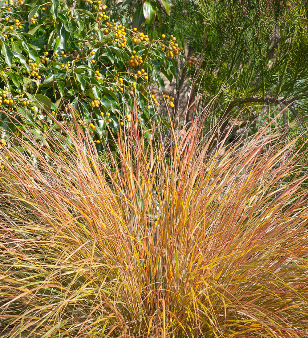 Anemanthele lessoniana 'Sirocco'