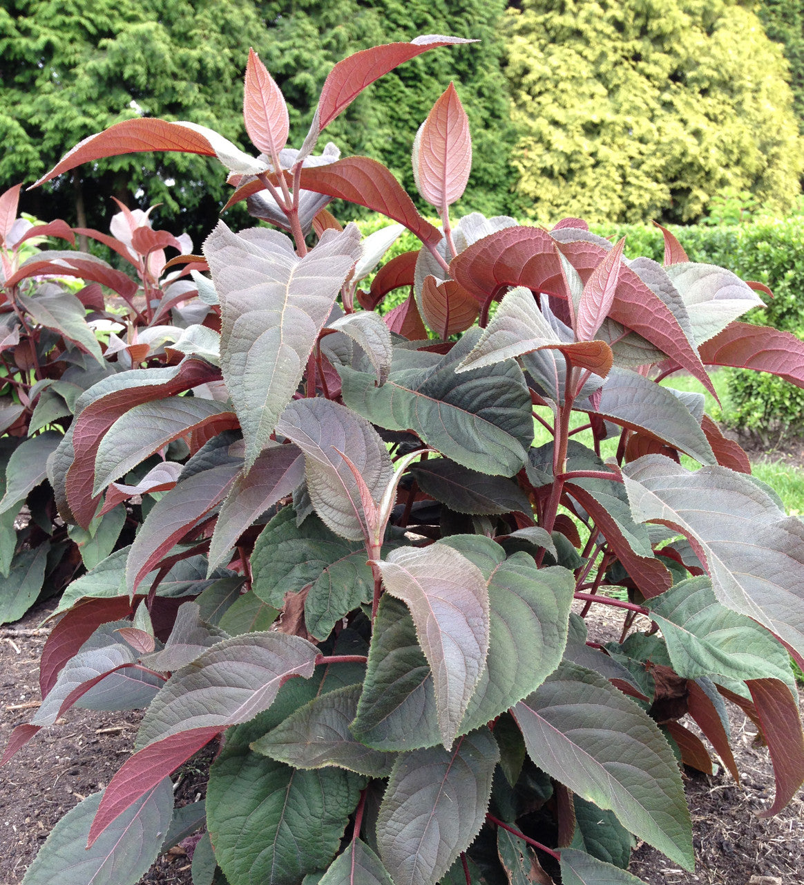 Hydrangea aspera 'Hot Chocolate'