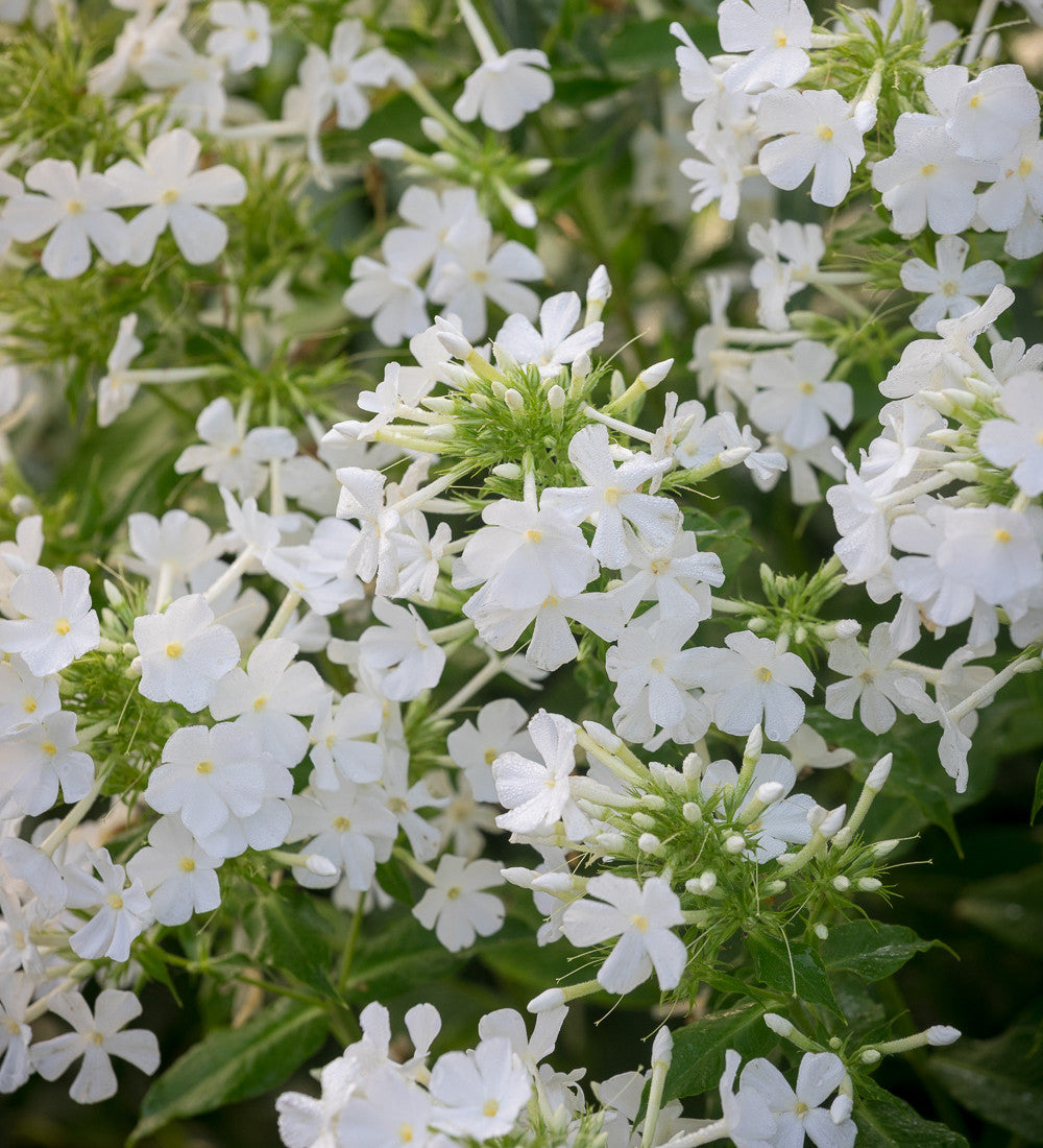 Phlox paniculata 'David'