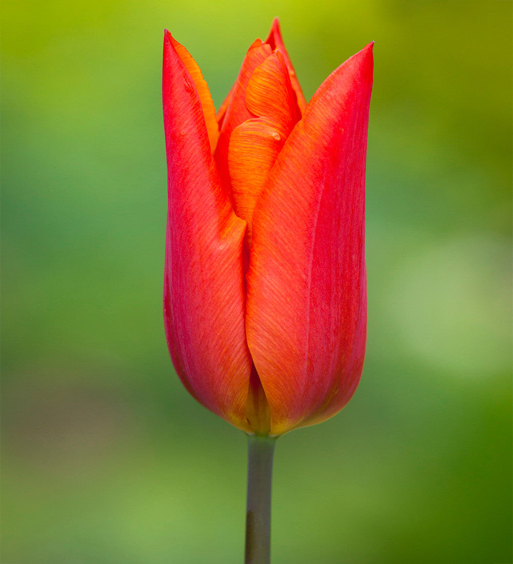 Rich Sienna Tulip and Wallflower Collection