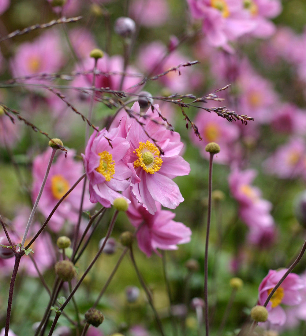 Autumn Anemone Collection