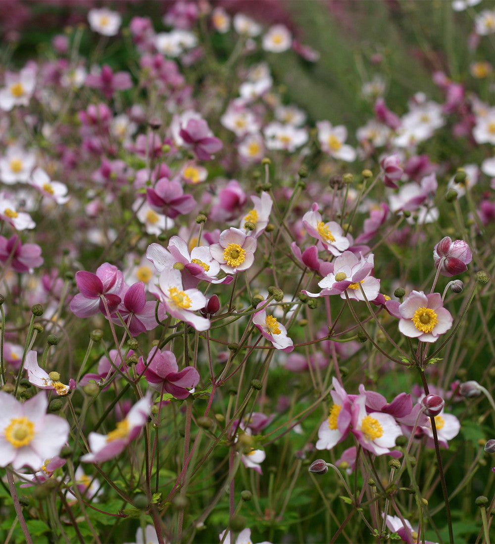 Autumn Anemone Collection