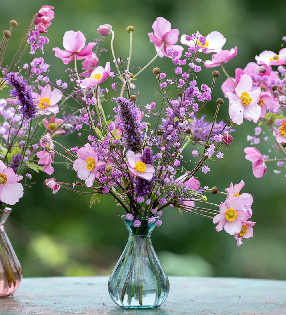Anemone x hybrida 'Robustissima'