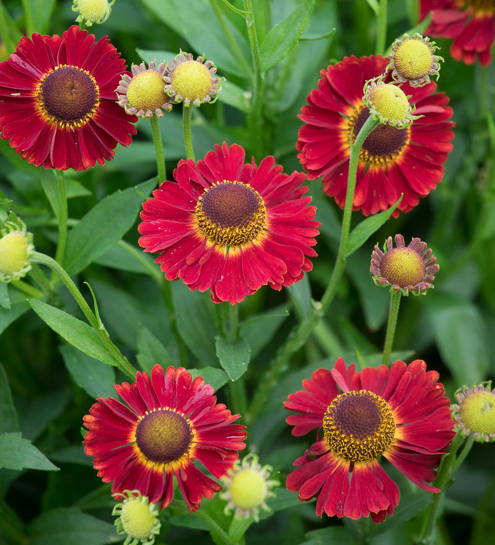 Helenium Collection