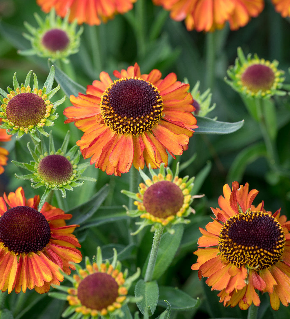 Helenium Collection