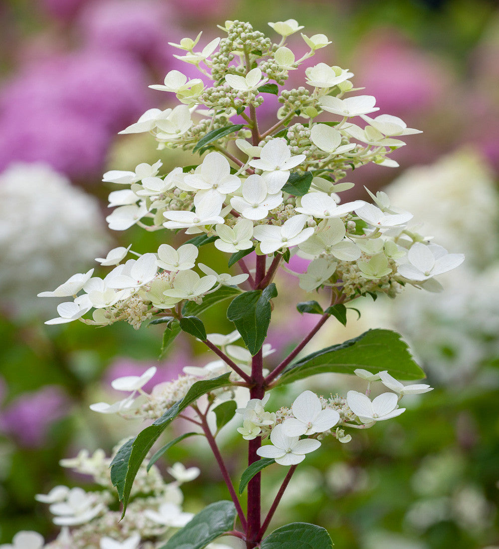 Hydrangea paniculata 'Wim's Red'