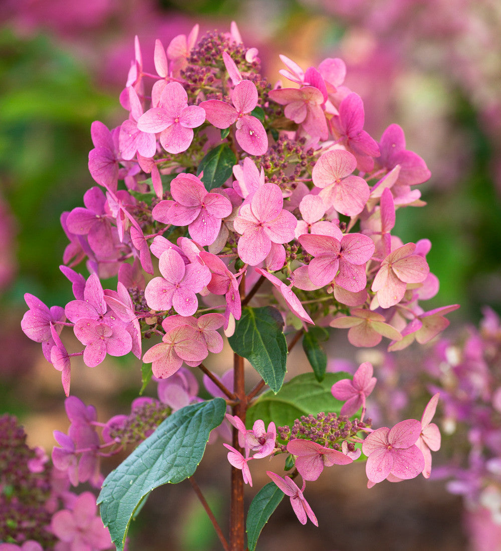 Buy Hydrangea Paniculata 'Wim's Red' Plants | Sarah Raven