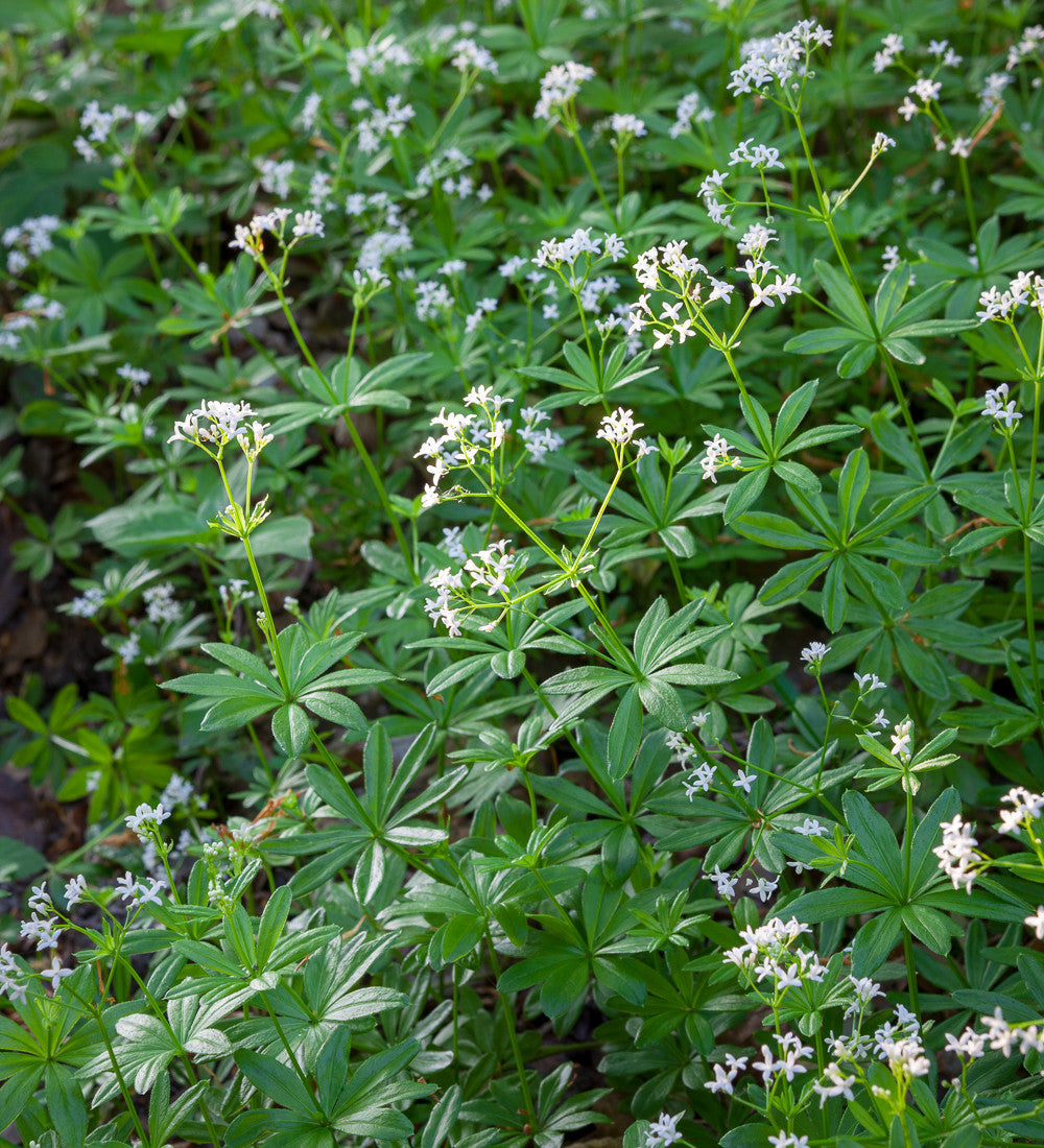 Galium odoratum (Woodruff)