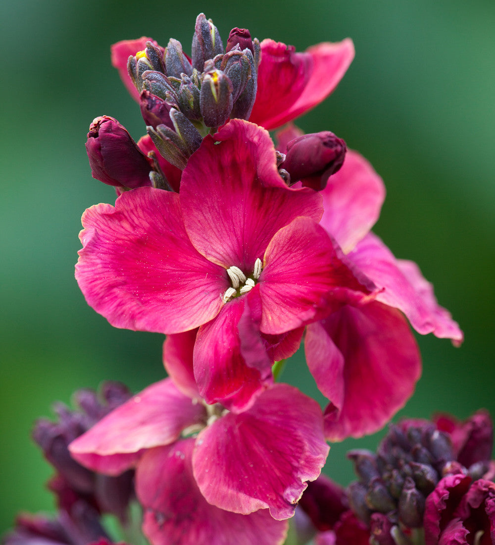 Wallflower 'Ruby Gem'