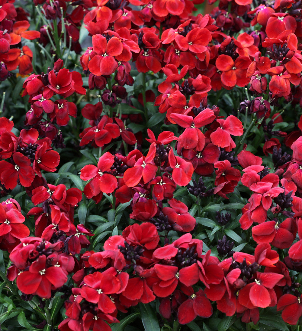 Wallflower 'Sugar Rush Red' F1