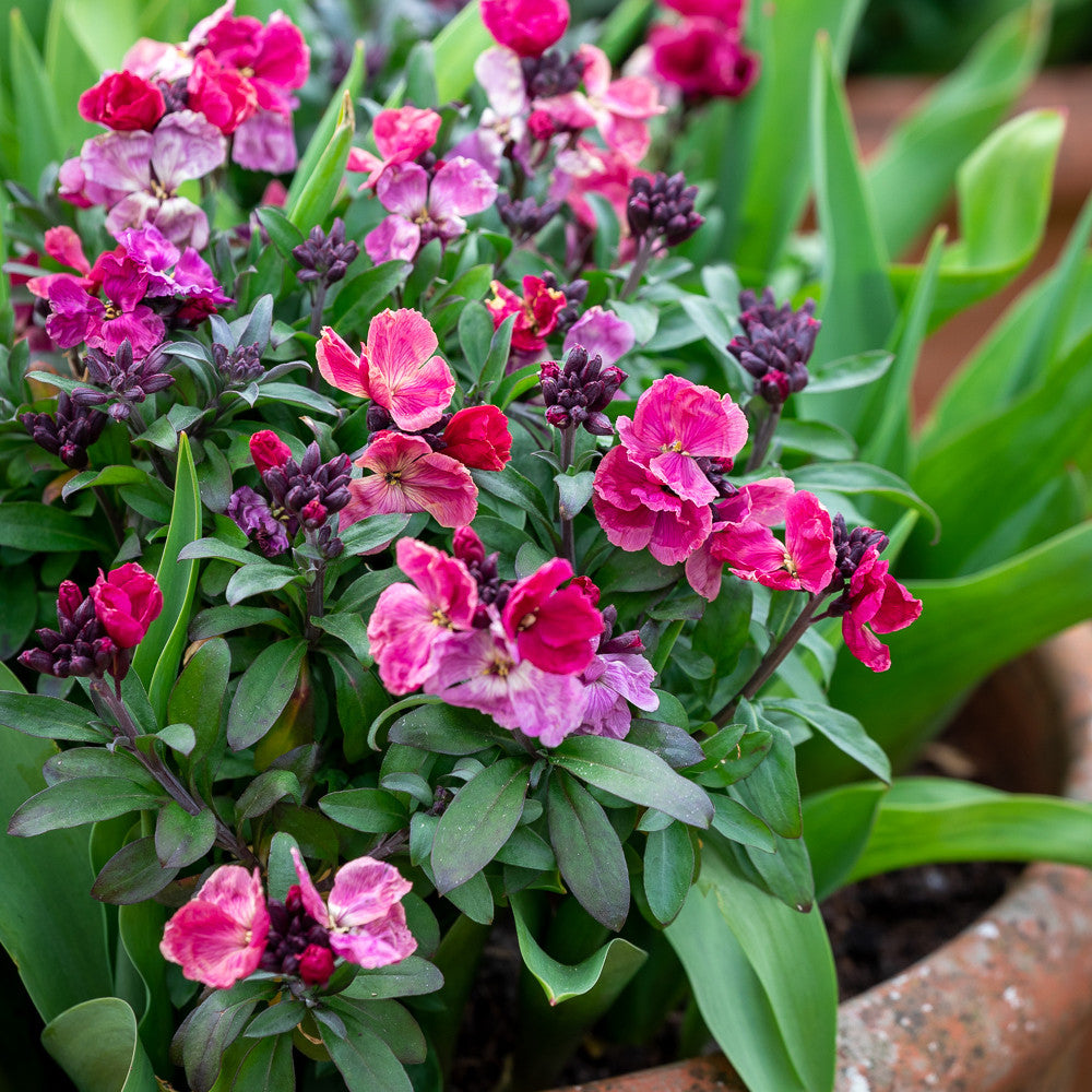 Wallflower 'Sugar Rush Purple Bicolour' F1