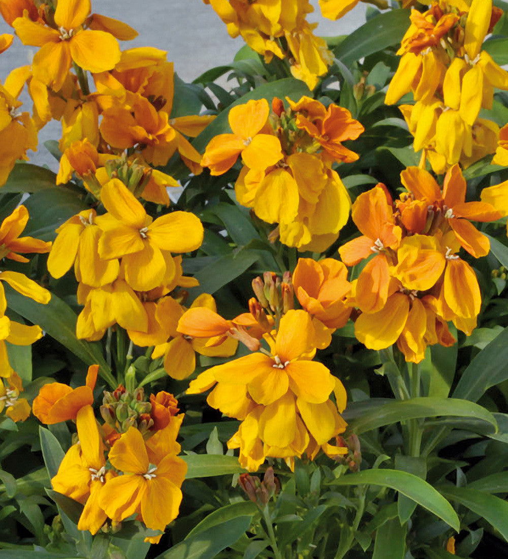 Wallflower 'Sugar Rush Orange' F1
