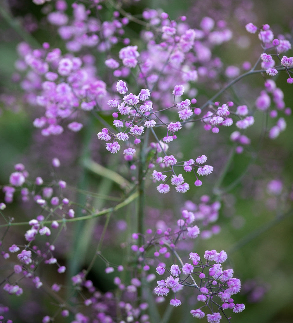 Thalictrum delavayi 'Hewitt's Double'