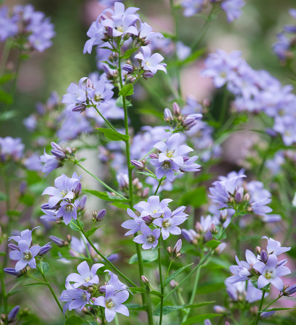 Campanula lactiflora 'Prichard's Variety'