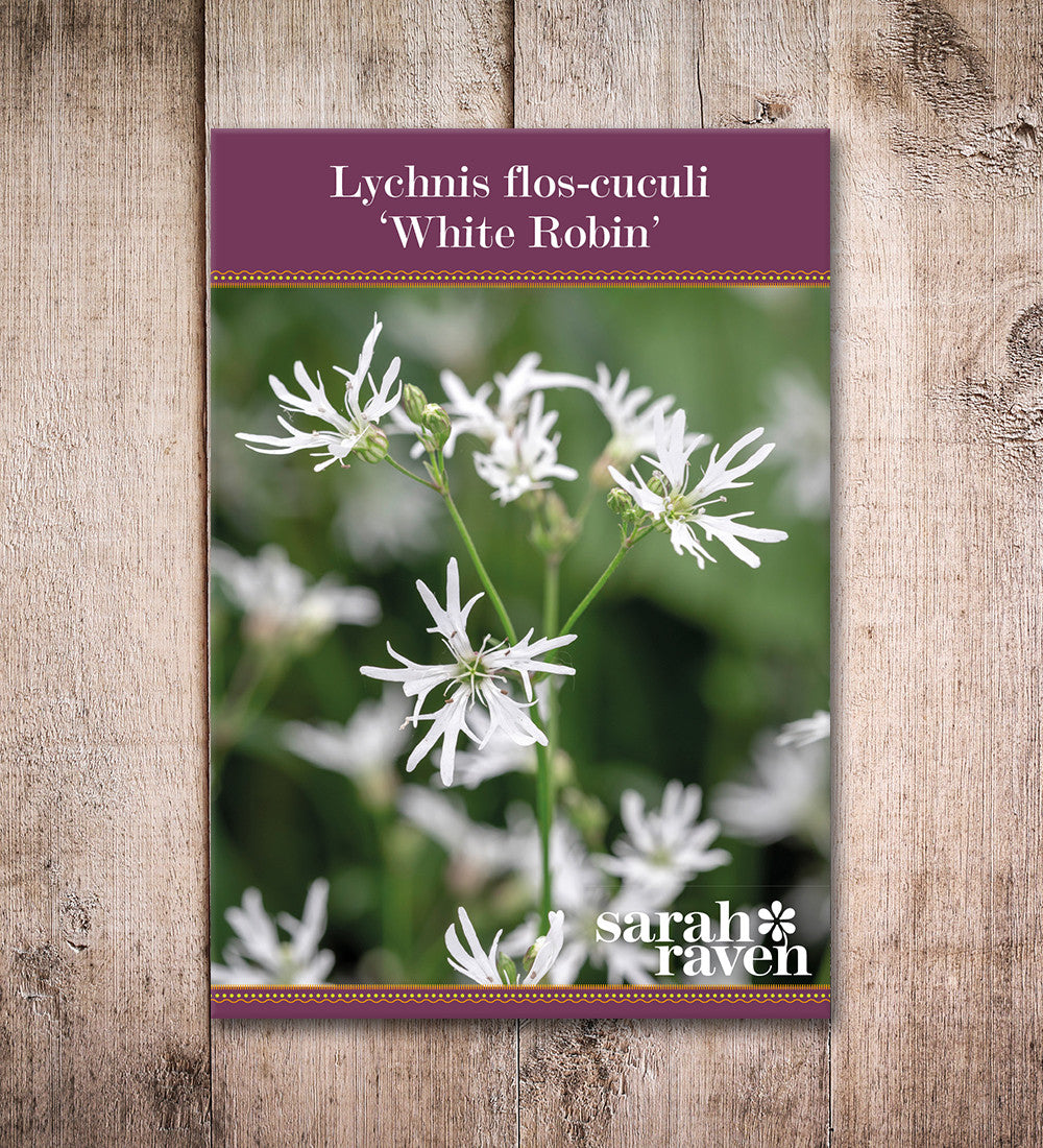 Lychnis flos-cuculi alba (White Ragged Robin)
