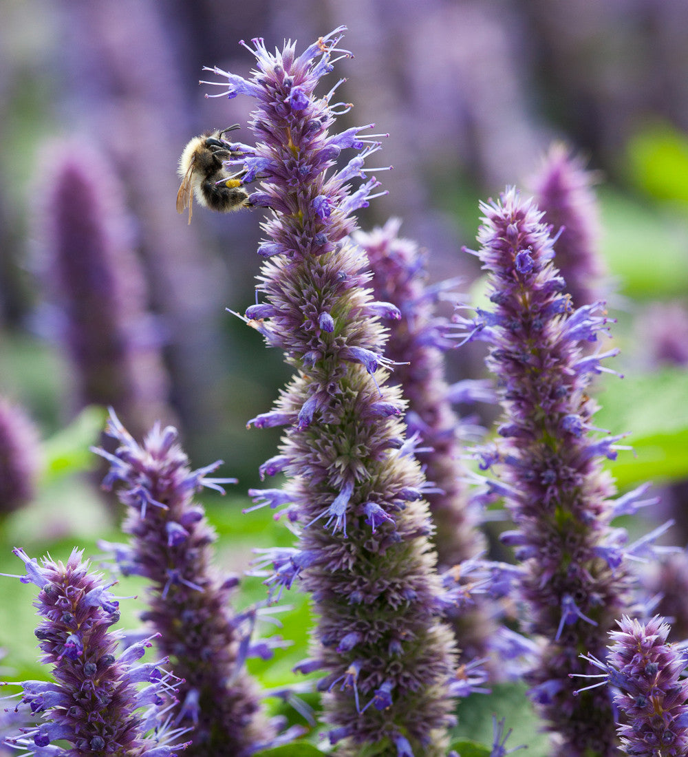 Anise hyssop (Agastache foeniculum)