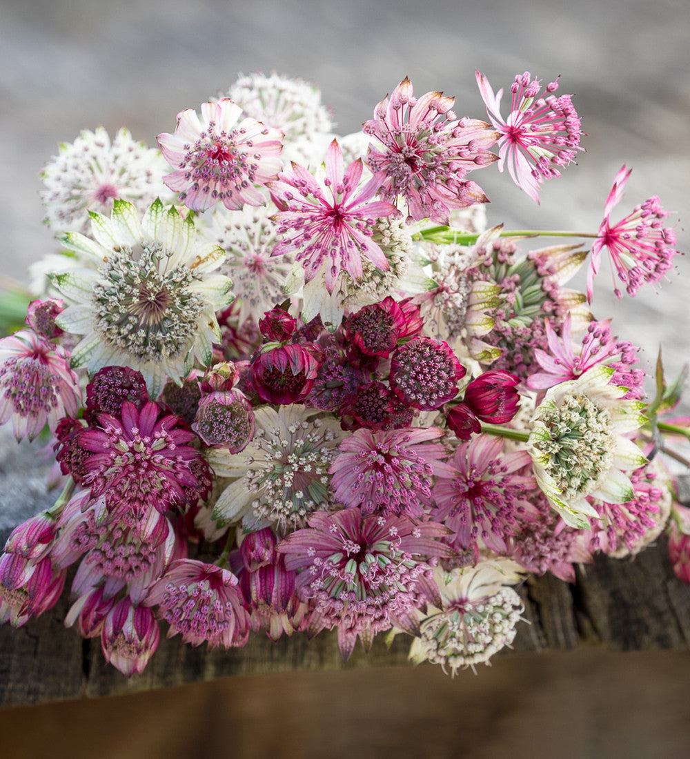 Astrantia Collection