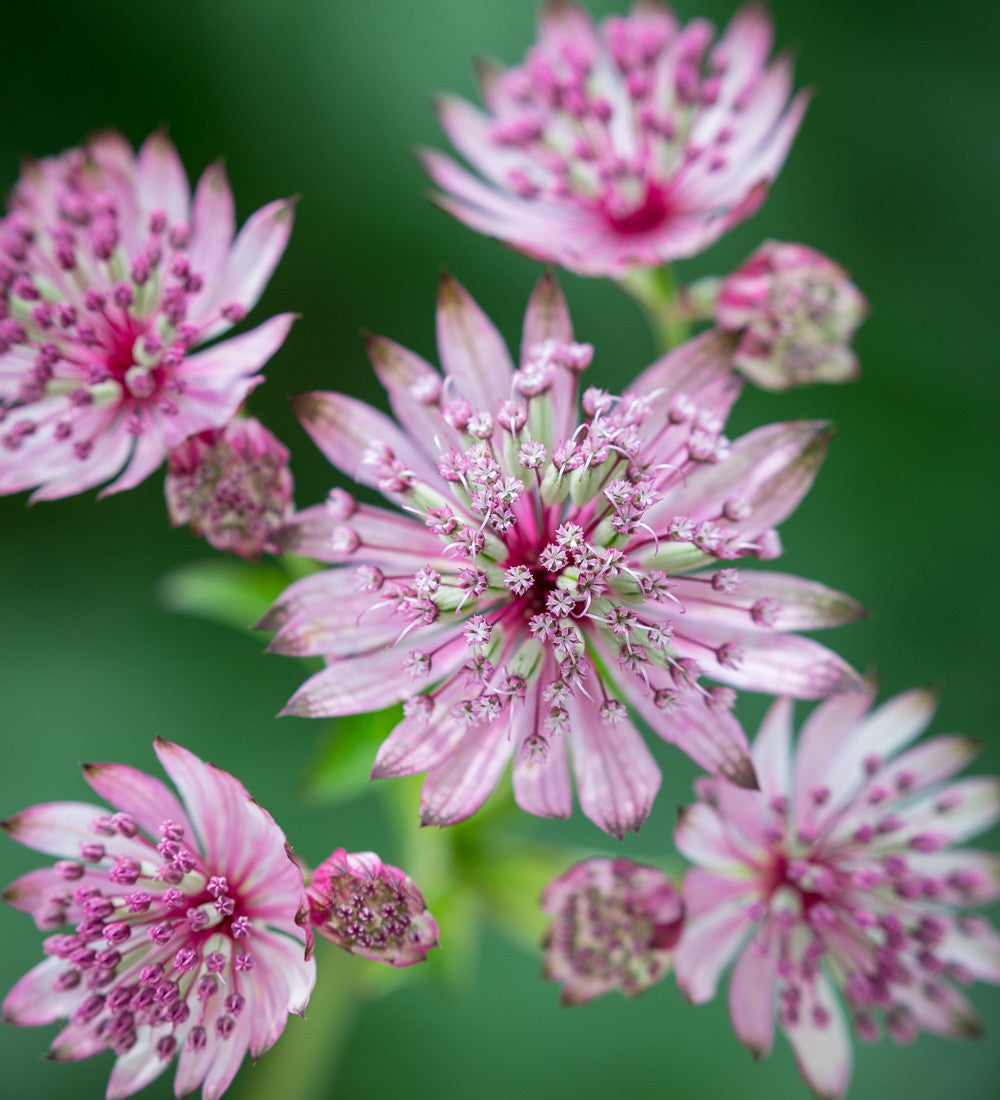 Astrantia Collection
