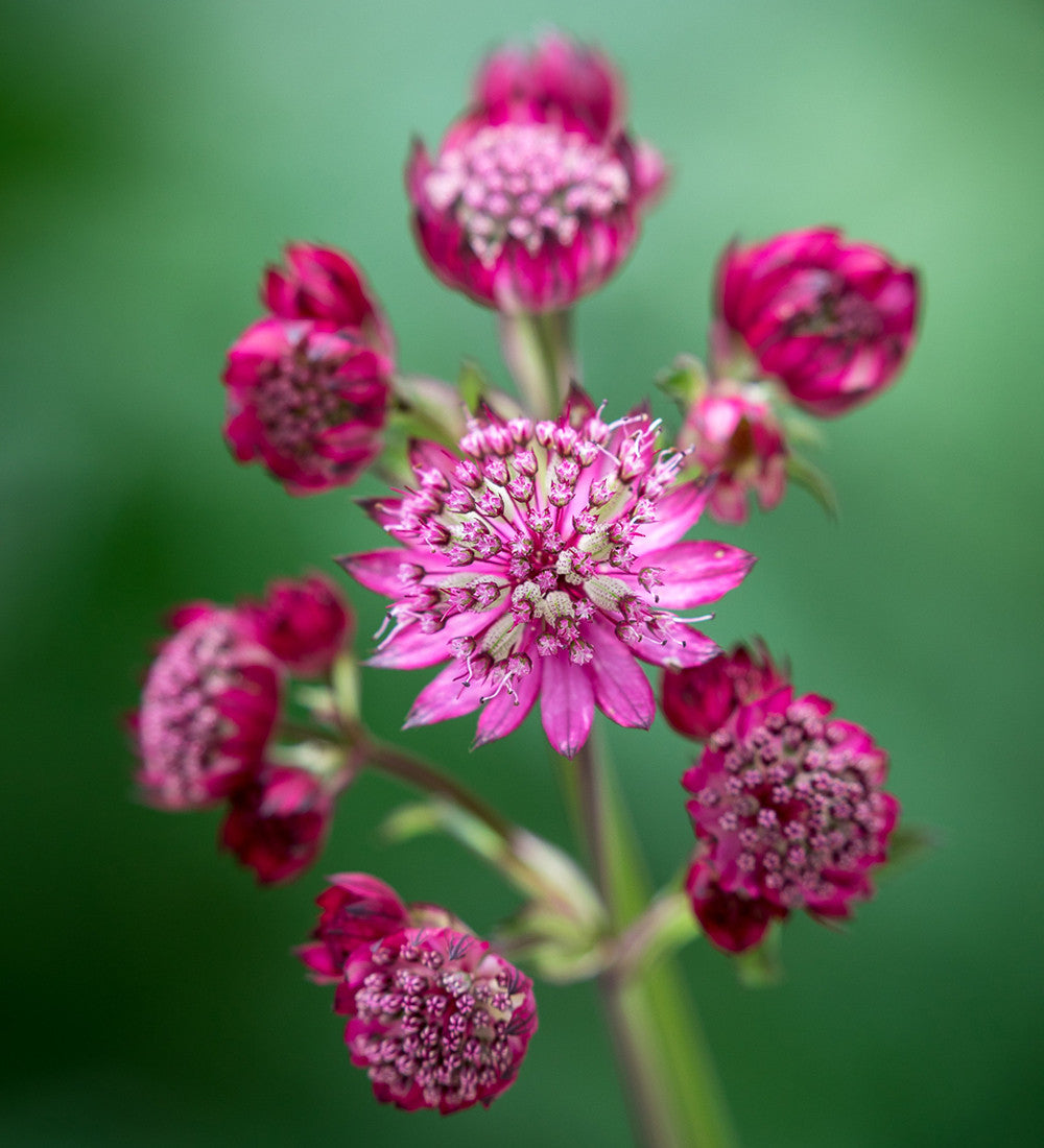 Astrantia Collection