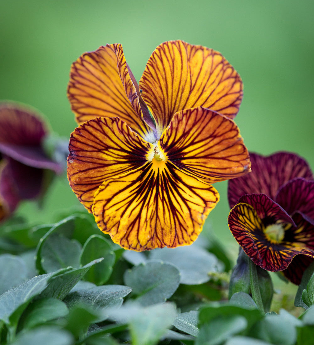 Viola cornuta 'Tiger Eye Red' F1