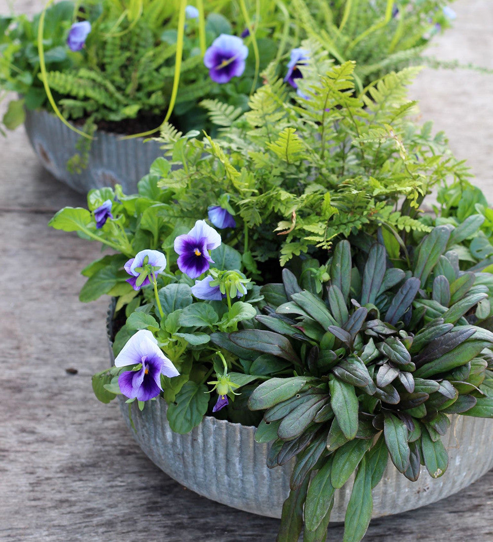 Evergreen Compact Container Collection