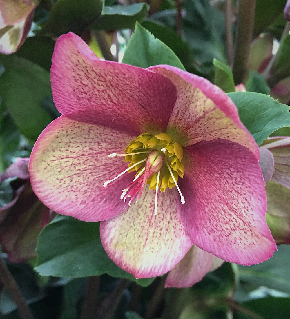Helleborus x glandorfensis 'Ice N' Roses Red'