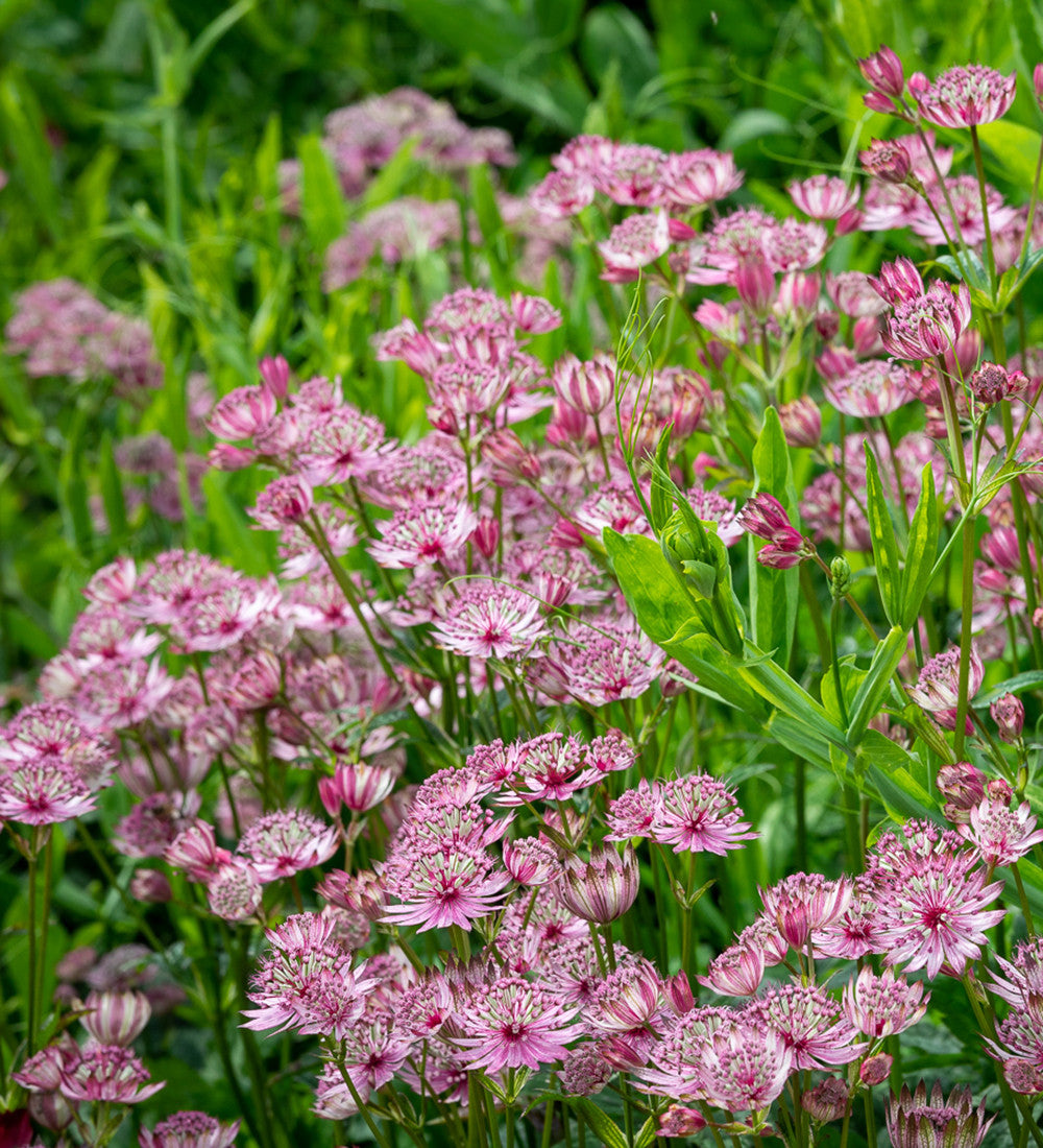 Astrantia major 'Sparkling Stars Pink'