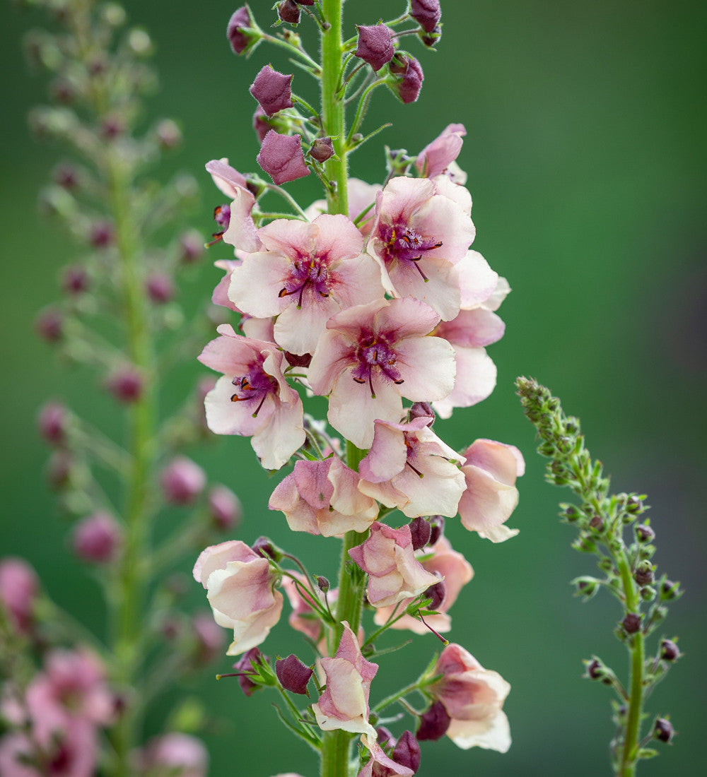 Verbascum x hybrida 'Southern Charm'