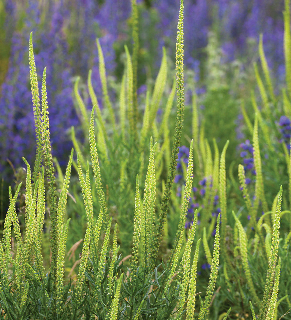 Reseda luteola